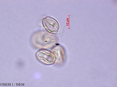 ISEM 1/Lotus_conimbricensis_28886/Lotus_conimbricensis_28886_0001(copy)_thumb.jpg